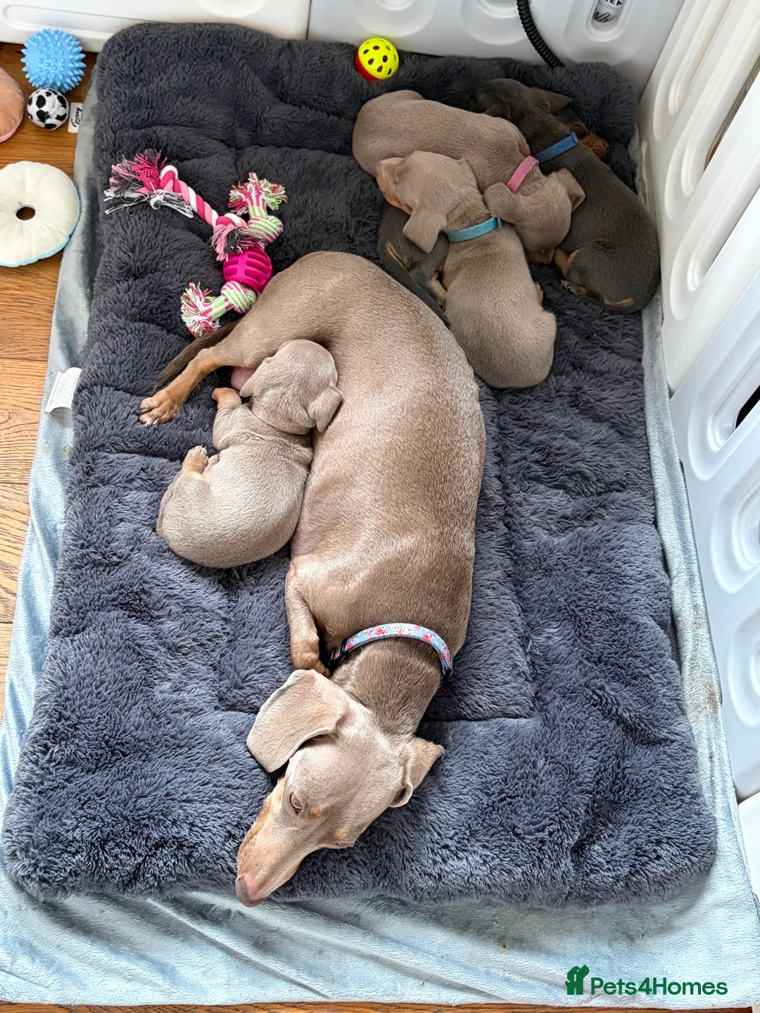 Miniature Dachshund dogs for sale: KC registered miniature dachshund pups smooth coat - Advert 17