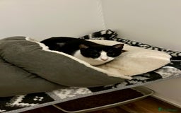 Arabian Mau cats for adoption: Minnie  - Advert 5