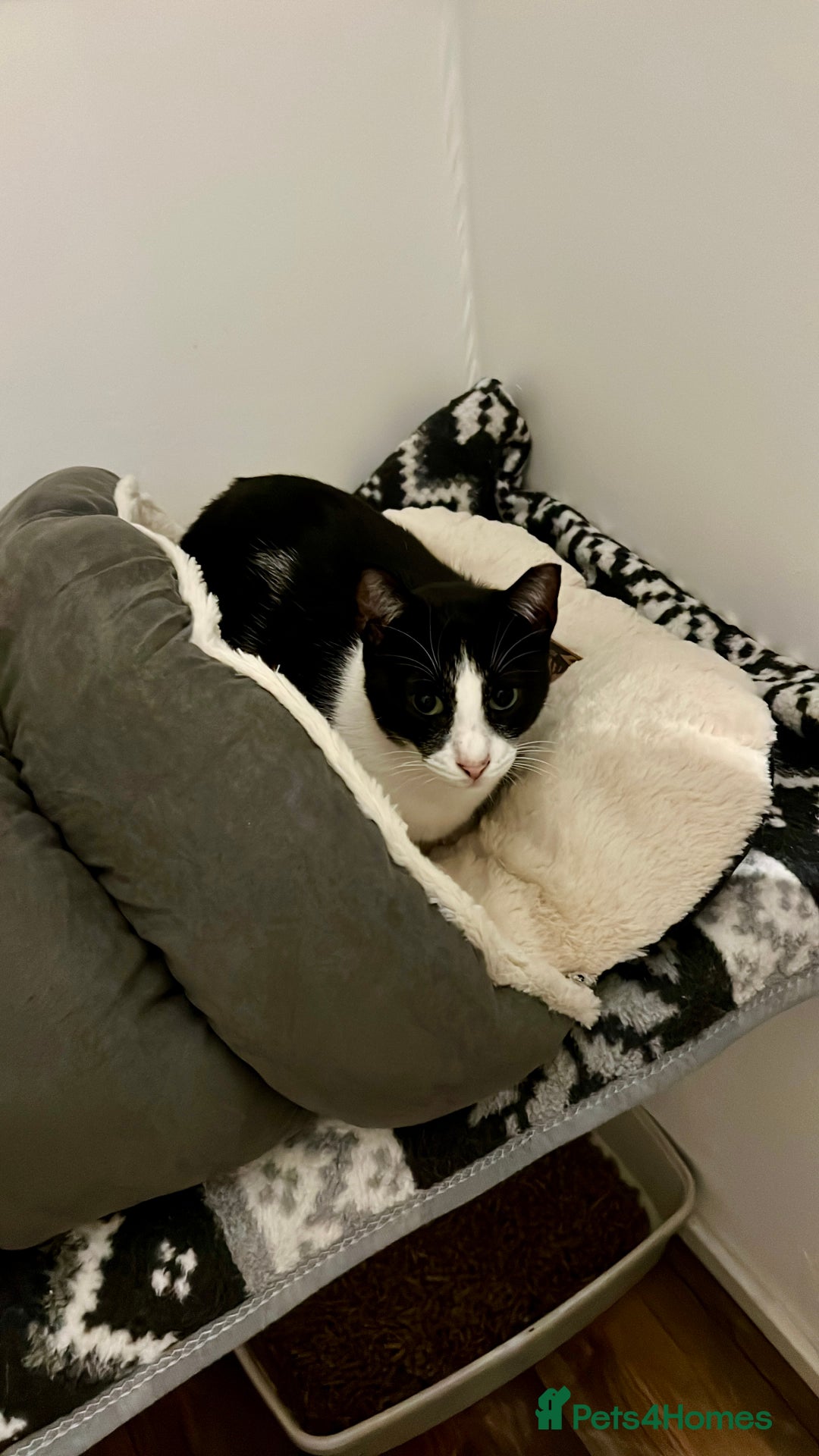 Arabian Mau cats for adoption: Minnie  - Advert 5