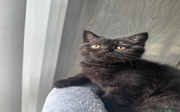 British Shorthair cats for sale: Take me home🏡, I need a loving family🙏❤️🥰🐈‍⬛ - Image 9