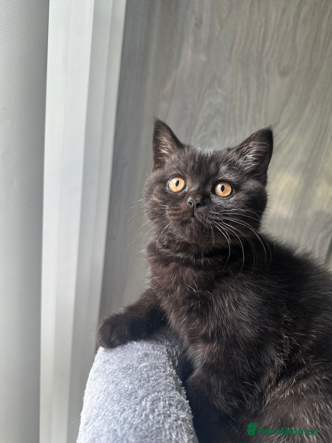 British Shorthair cats for sale: Take me home🏡, I need a loving family🙏❤️🥰🐈‍⬛ - Image 9