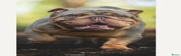 English Bulldog dogs for sale: Beautiful litter of English/British Bulldogs - Advert 4