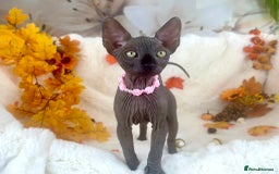 Sphynx cats for sale: 7 adorable Sphynx  looking for their forever home - Image 7