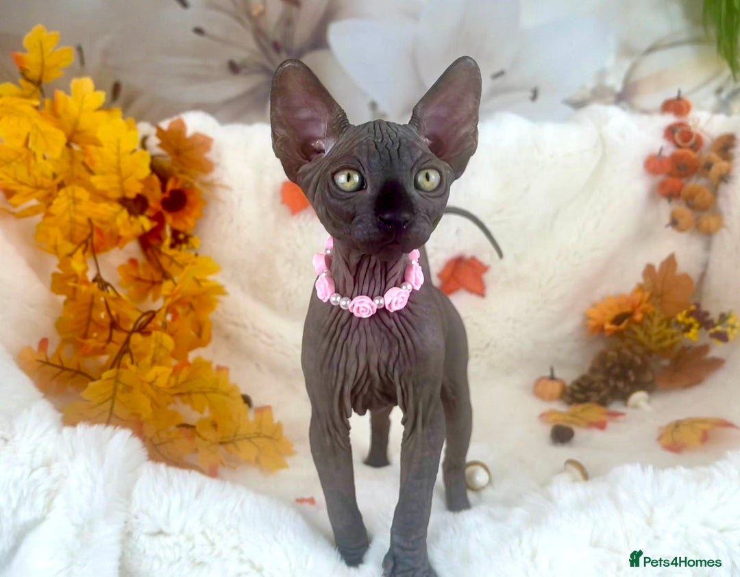 Sphynx cats for sale: 7 adorable Sphynx  looking for their forever home - Image 7