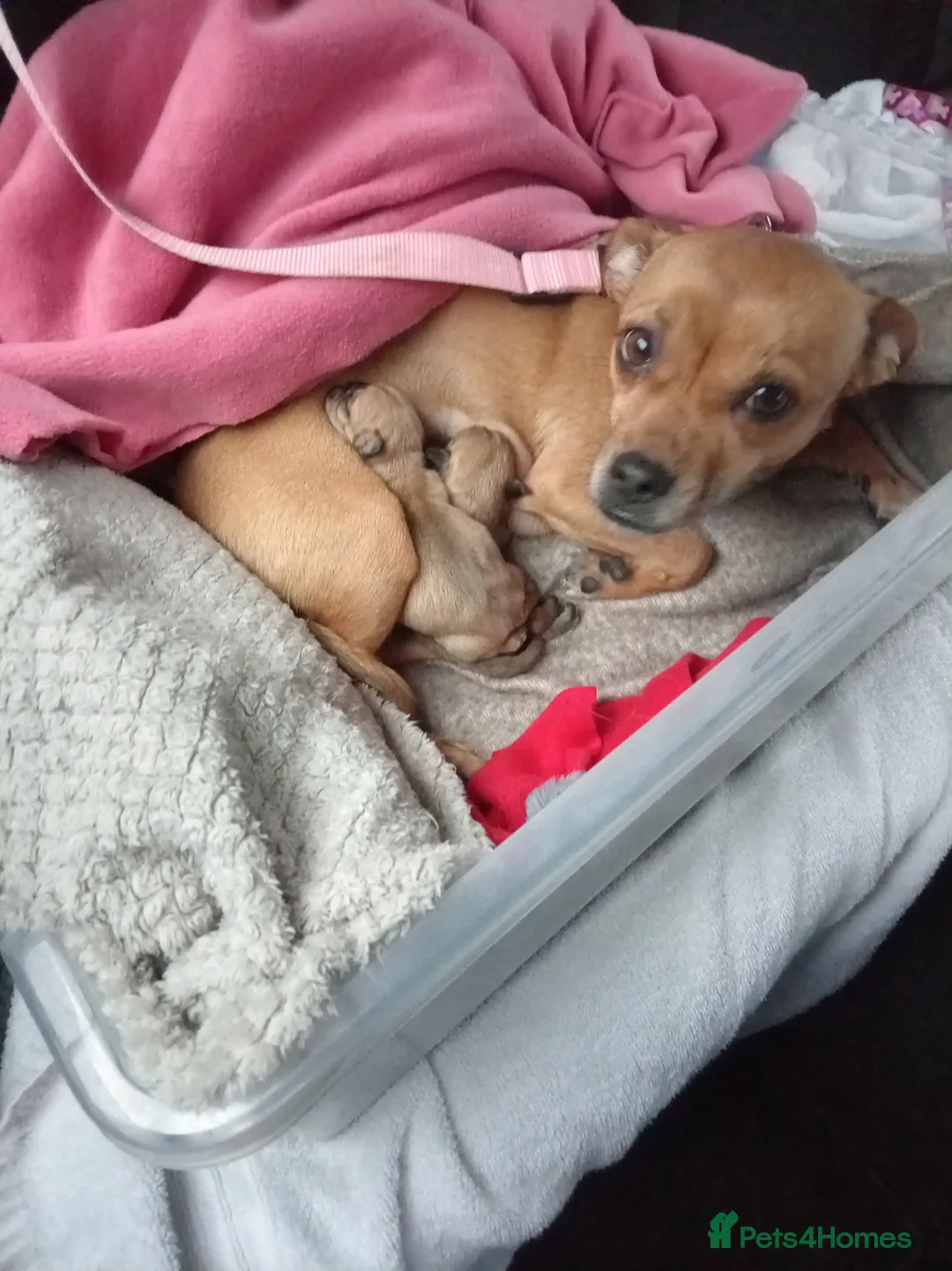 Jug dogs for sale: Jug puppies Jack Russell x pug puppies available - Advert 4