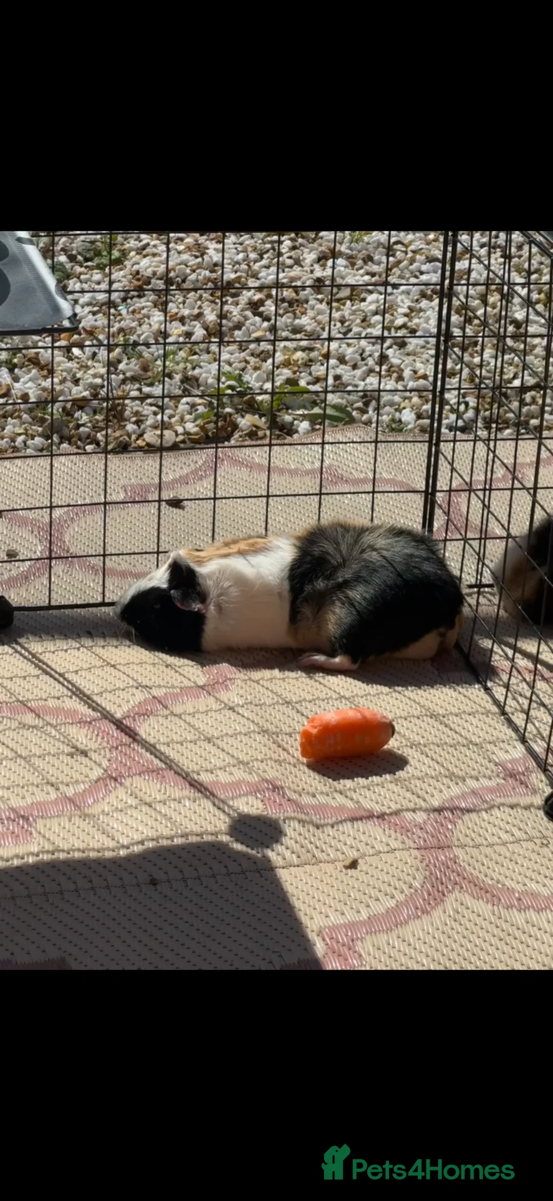 Guinea Pig rodents for sale: Rosette Teddy X US Smooth Pair - Advert 2