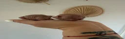Sphynx cats for sale: Sphynx kittens__😻 - Advert 2