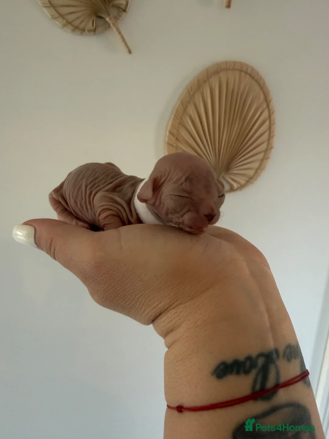 Sphynx cats for sale: Sphynx kittens__😻 - Advert 2