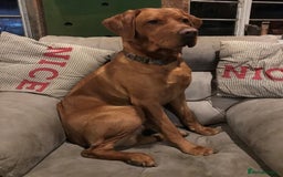 Labrador Retriever dogs for stud: Proven Fox Red Labrador for stud in Lewes - Image 6