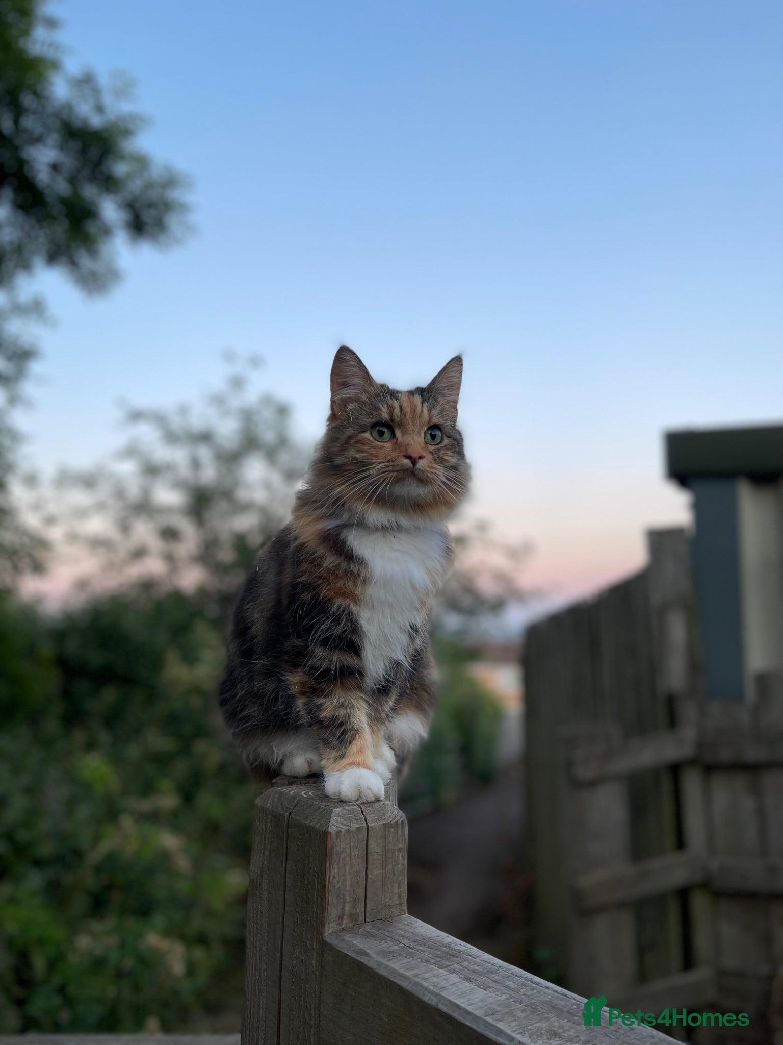 Mixed Breed cats for sale: Rehoming 2 cats  - Advert 4