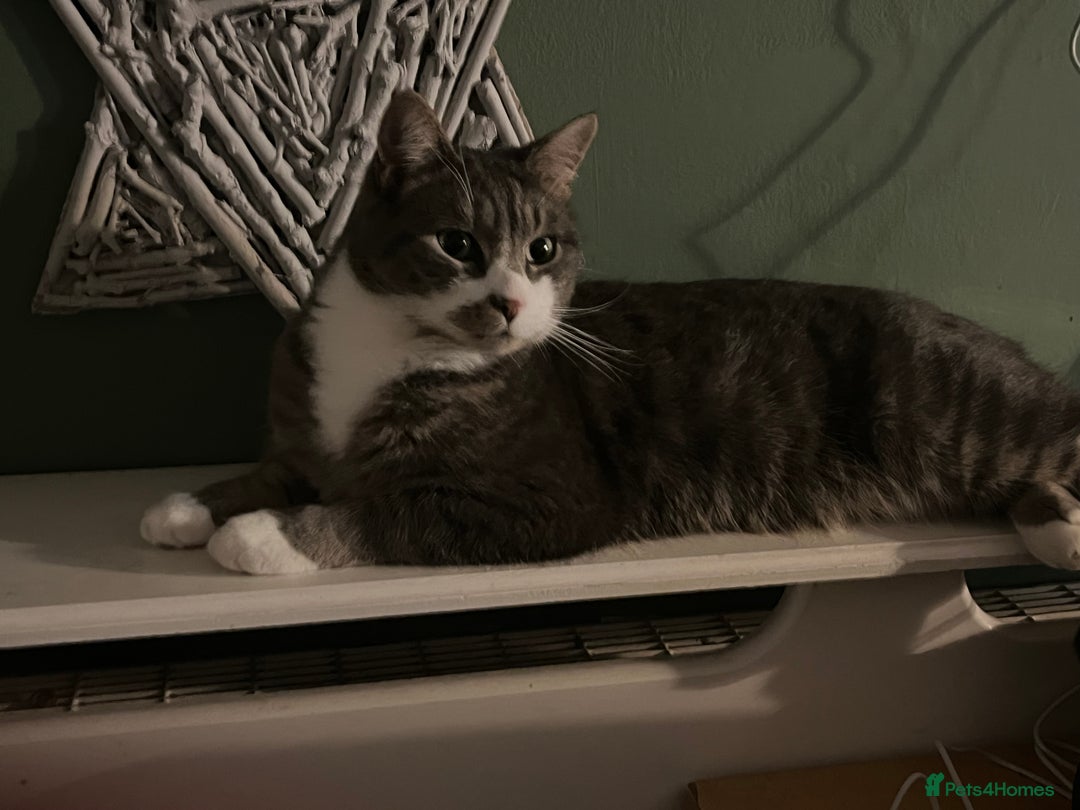 Domestic Shorthair cats for sale: Two cats for rehoming   - Advert 14