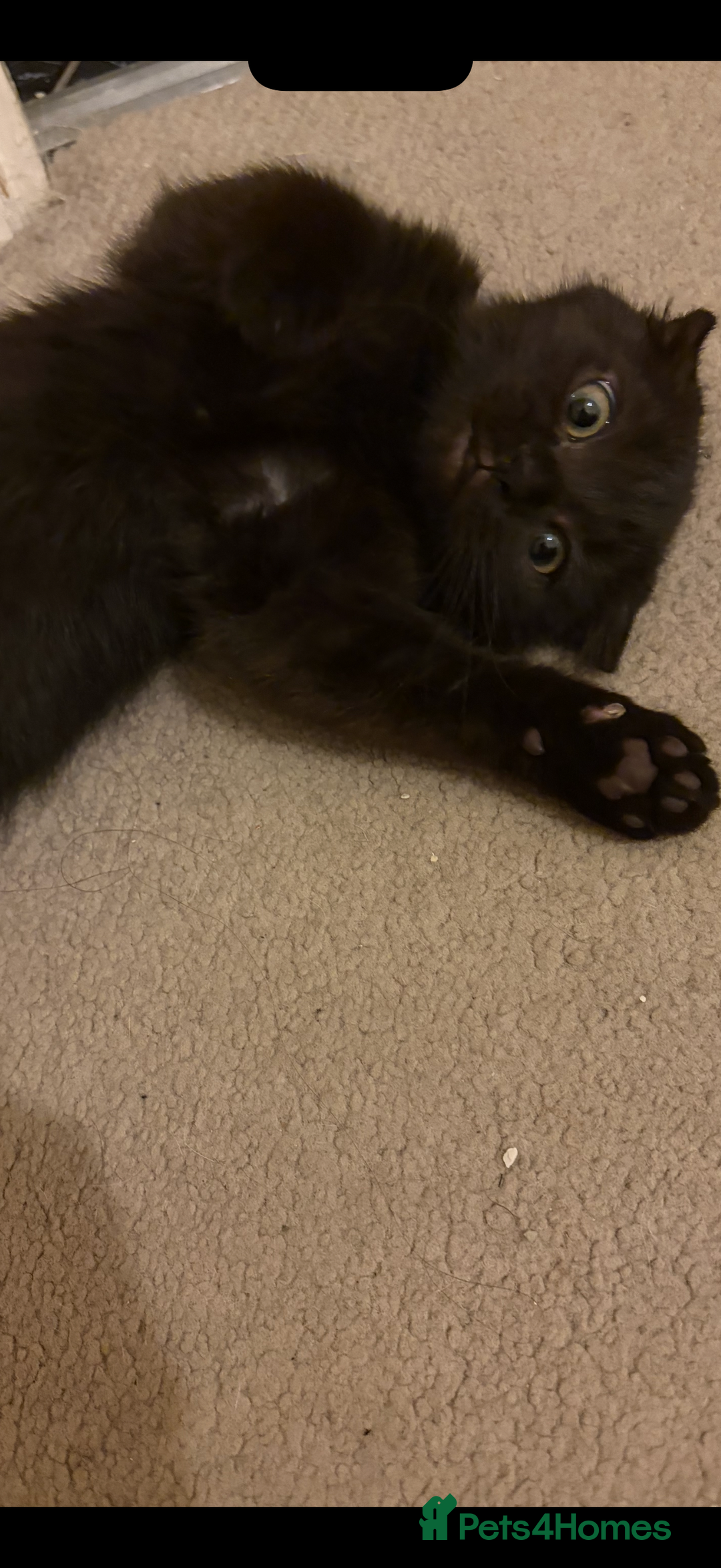 Scottish Fold cats for sale: 5 fluffy Scottish fold kittens  - Image 29