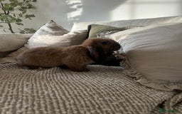 English Lop rabbits for sale: Holland lop/English lop - Image 2