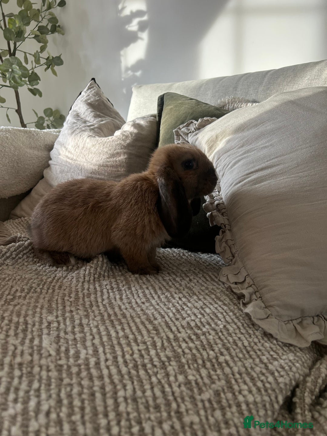 English Lop rabbits for sale: Holland lop/English lop - Image 2