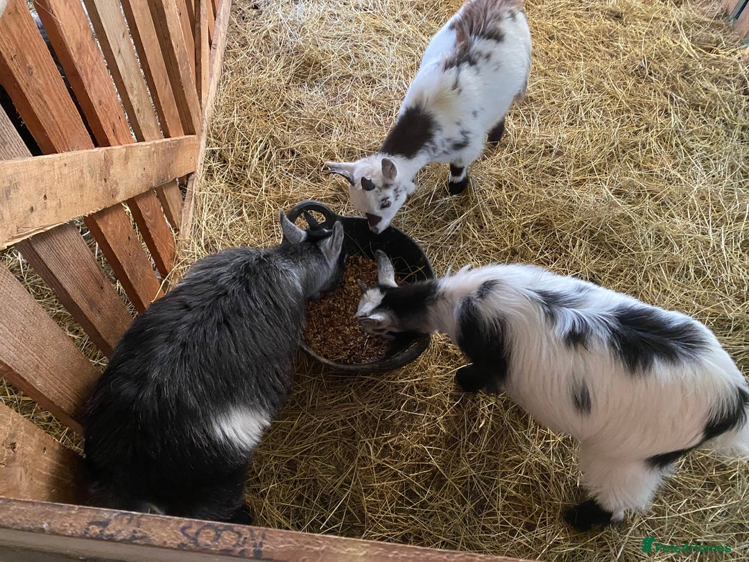 Goats livestock for sale: Flock of Pigmy goats for sale - Advert 6