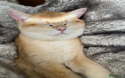 Scottish Fold cats for sale: Golden Scottish Straight NY12 - Image 4