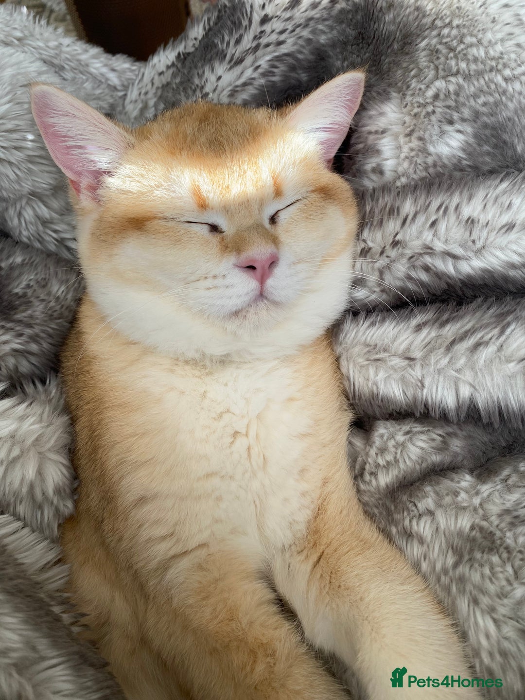 Scottish Fold cats for sale: Golden Scottish Straight NY12 - Image 4