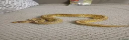 Python Snake reptiles for sale: Royal pythons plus vivariums full set up  - Advert 3