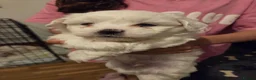 Bichon Frise dogs for sale: 4 lovely bichon frise puppies  - Advert 5