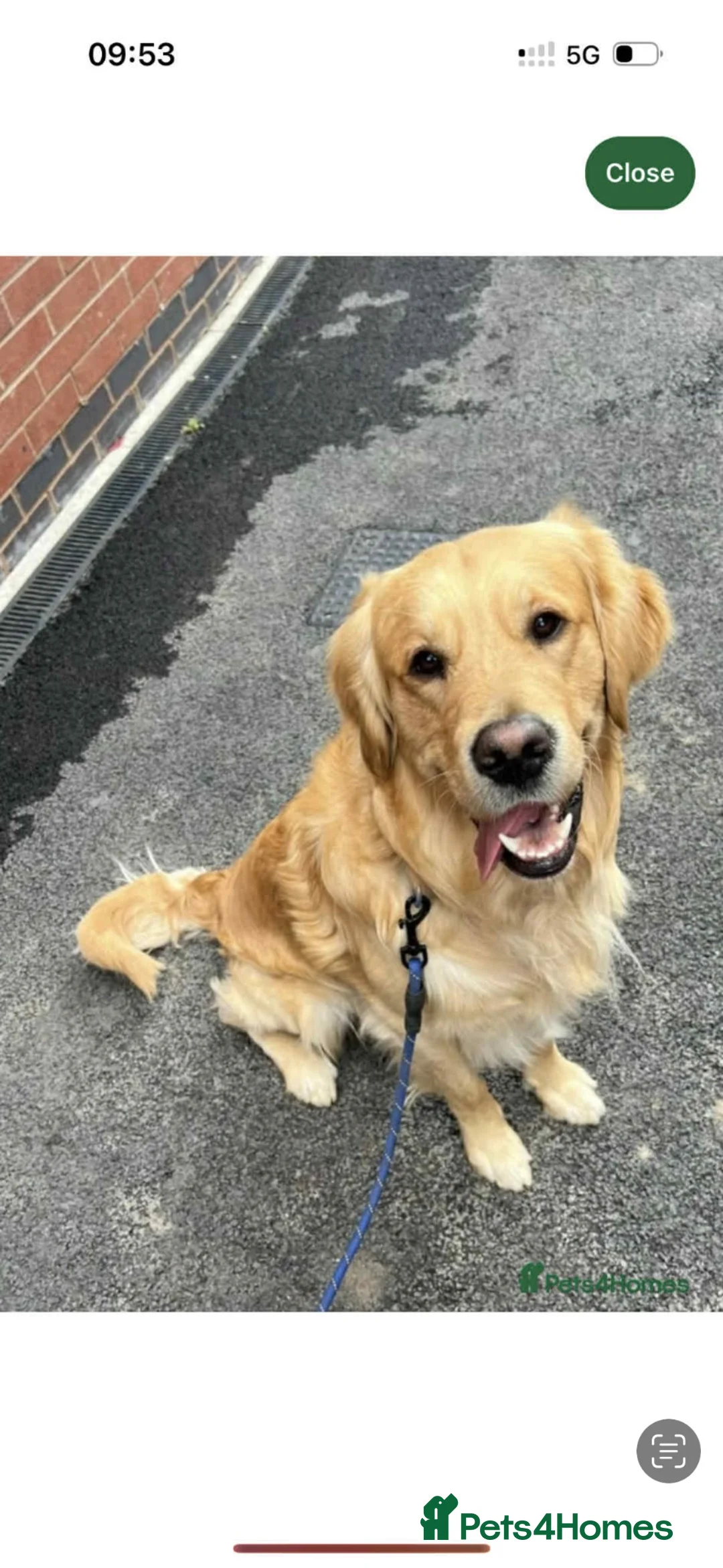 Golden Retriever dogs for sale: Golden Retiever puppies  - Advert 12