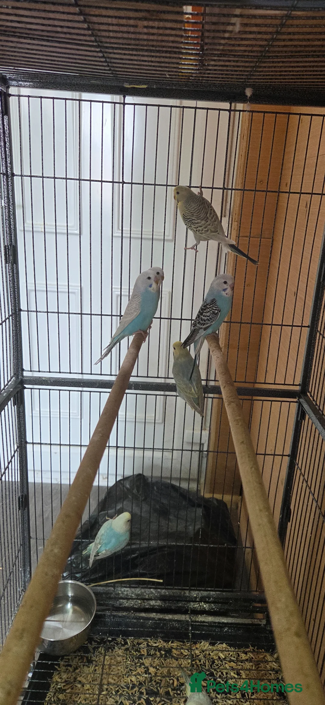 Budgerigars birds for sale: Baby buddies for sake - Advert 2