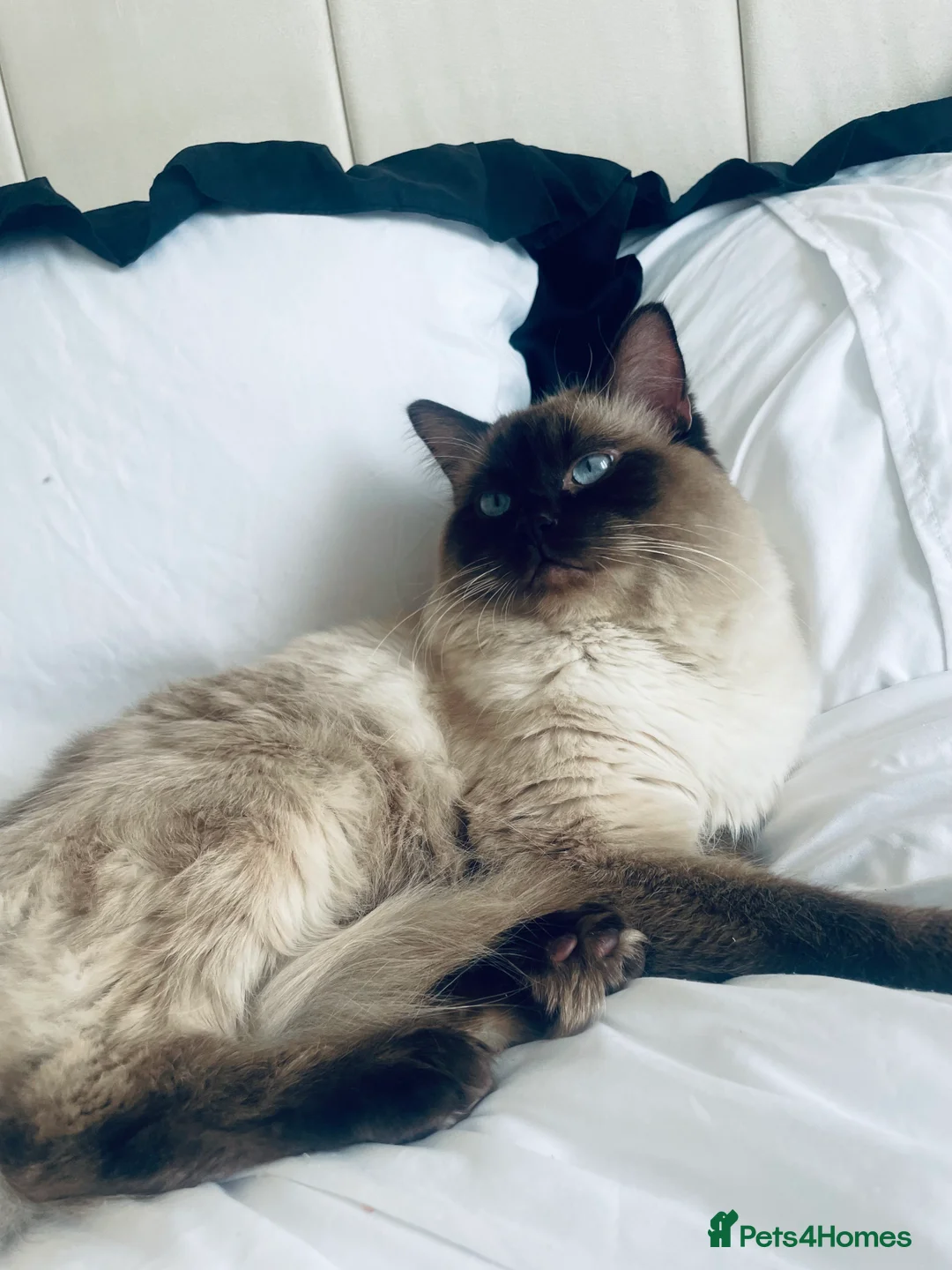 Ragdoll cats for stud: 🩵stormzy boy 🩵 - Advert 2