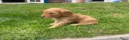 Cockapoo dogs for sale: Cockapoo puppies  - Advert 27