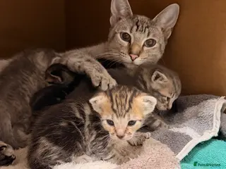 Siamese cats Mixed Siamese kittens 🐱🌸 - Advert 1