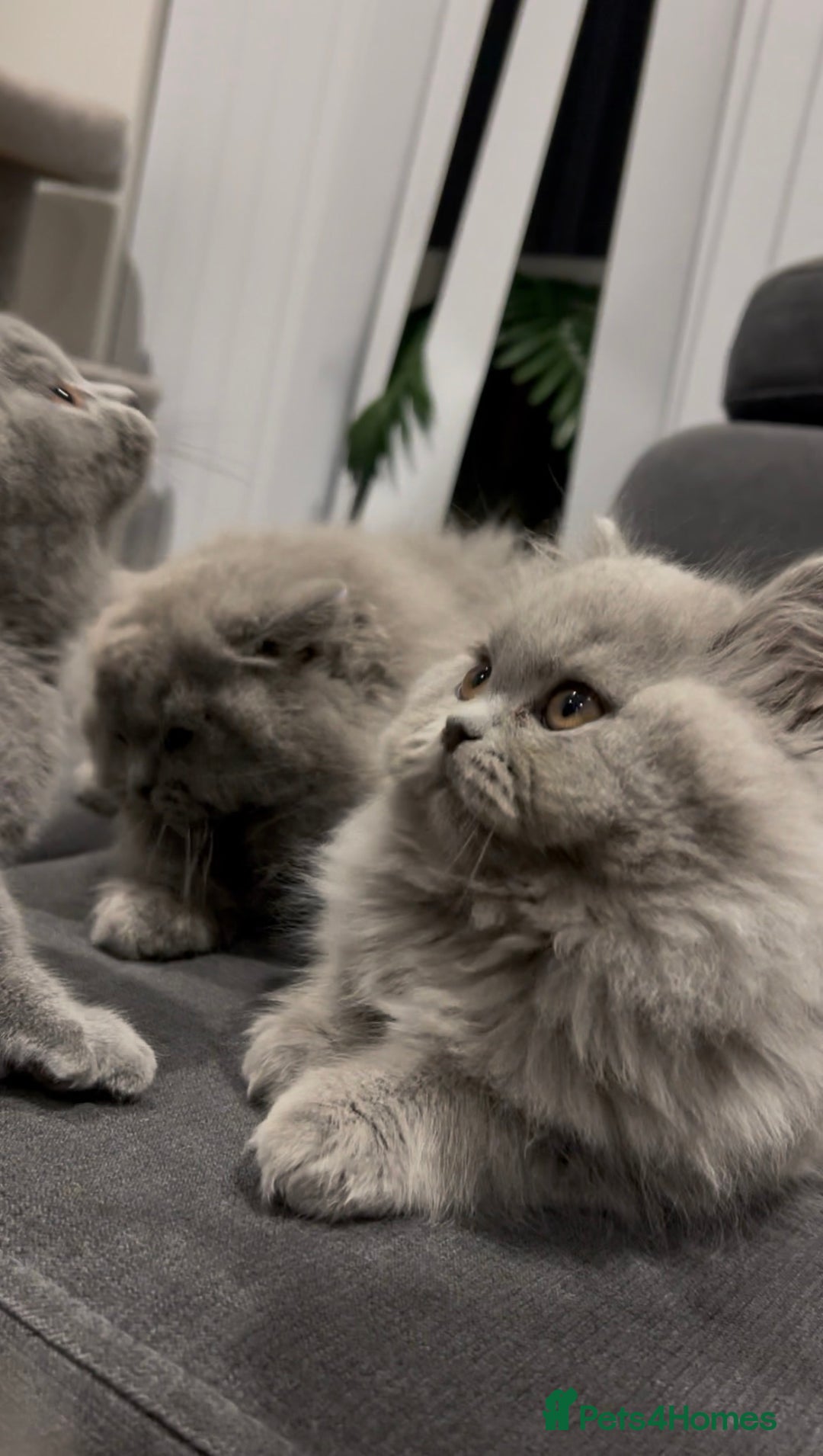 British Shorthair cats for sale: GCCF Champion British Shorthair  - Advert 12