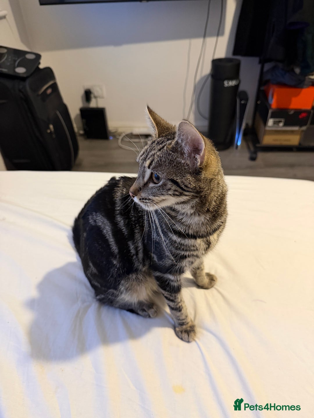 Mixed Breed cats for sale: Cute 7 Month Tabby needs new home - Advert 4