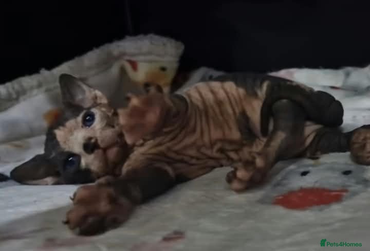 Sphynx cats for sale: 🩷Beautiful Sphynx Girls Looking for Forever Homes - Advert 1