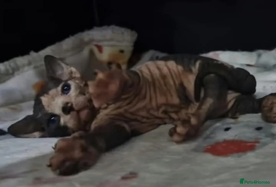 Sphynx cats for sale: 🩷Beautiful Sphynx Girls Looking for Forever Homes in Leicester - Advert 1