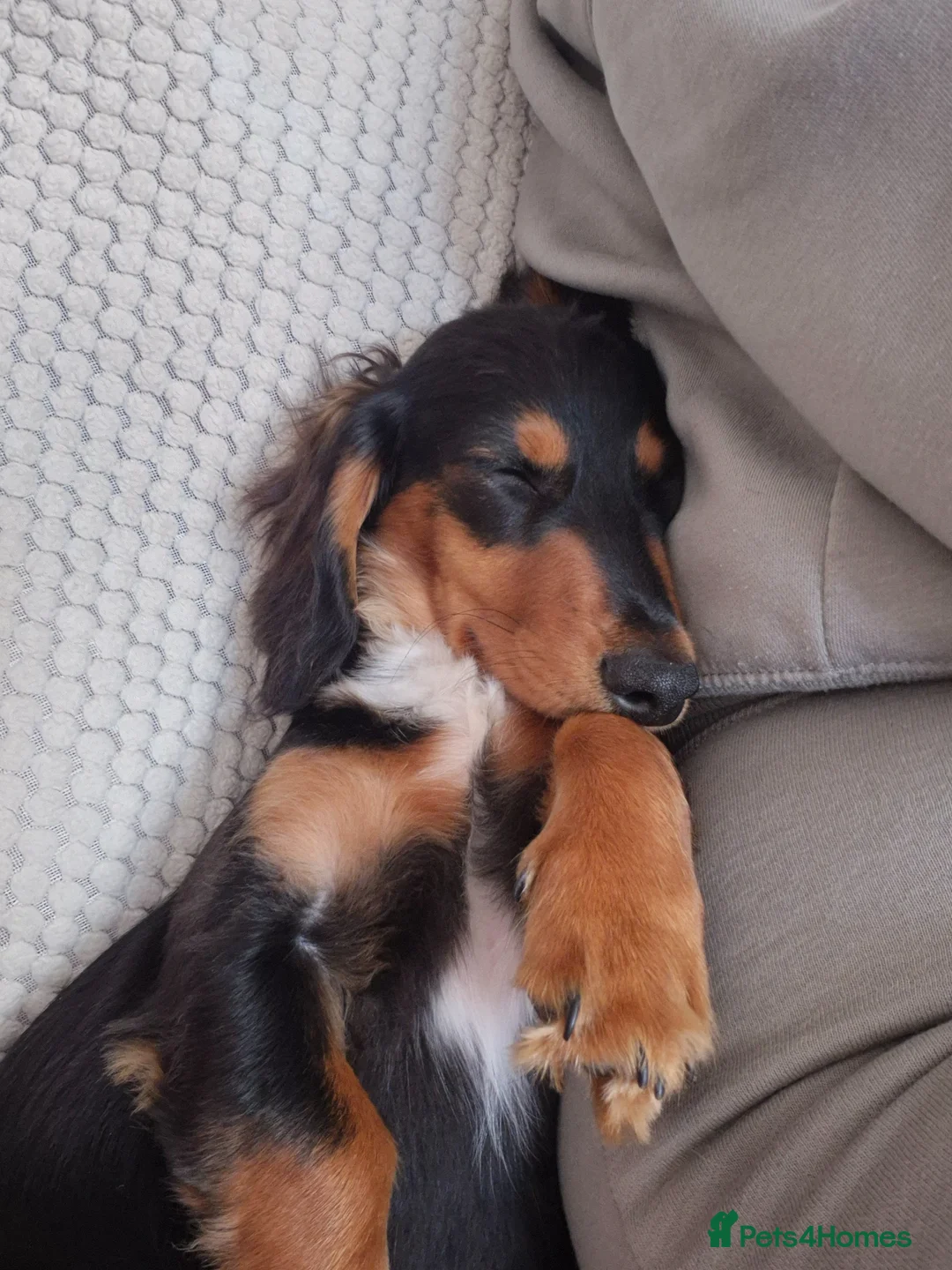 Dachshund dogs for sale: 7Month Long Haired Male Dachshund in Grays - Advert 2