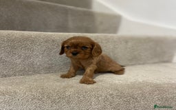 Cavalier King Charles Spaniel dogs for sale: Cavalier King Charles  - Image 34