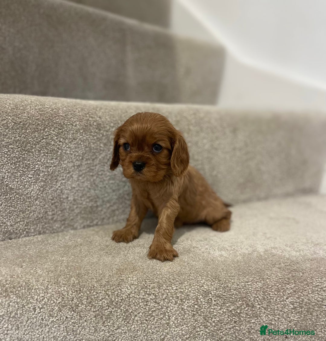 Cavalier King Charles Spaniel dogs for sale: Cavalier King Charles  - Image 34