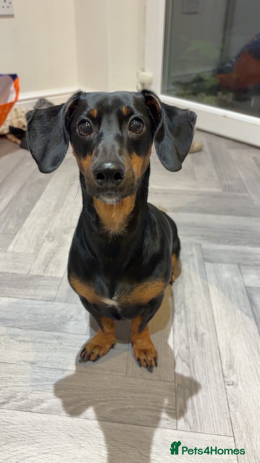 Dachshund dogs for sale: 3 dachshund boys for sale  - Advert 6
