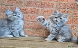 Maine Coon cats for sale: Beautiful Maine Coon kittens - Image 33