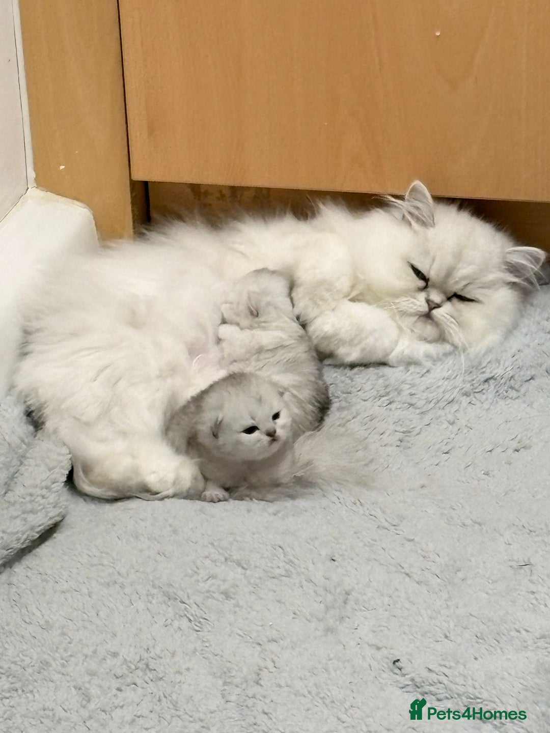 Persian cats for sale: Beautiful girl - Advert 6