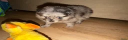 Pomeranian dogs for sale: Pomeranian puppies - Advert 14