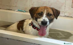 Mixed Breed dogs for adoption: Diego. Badersfield Norfolk  - Image 7