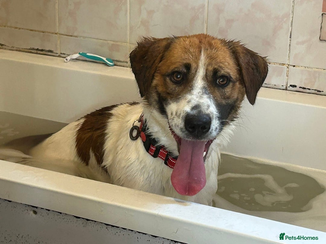 Mixed Breed dogs for adoption: Diego. Badersfield Norfolk  - Image 7