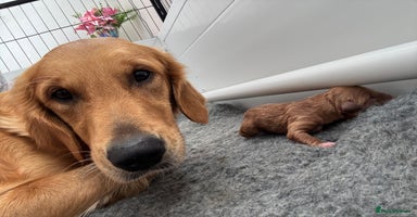 Golden Retriever dogs - Advert 6