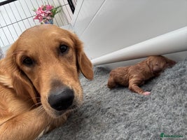 Golden Retriever dogs - Advert 2