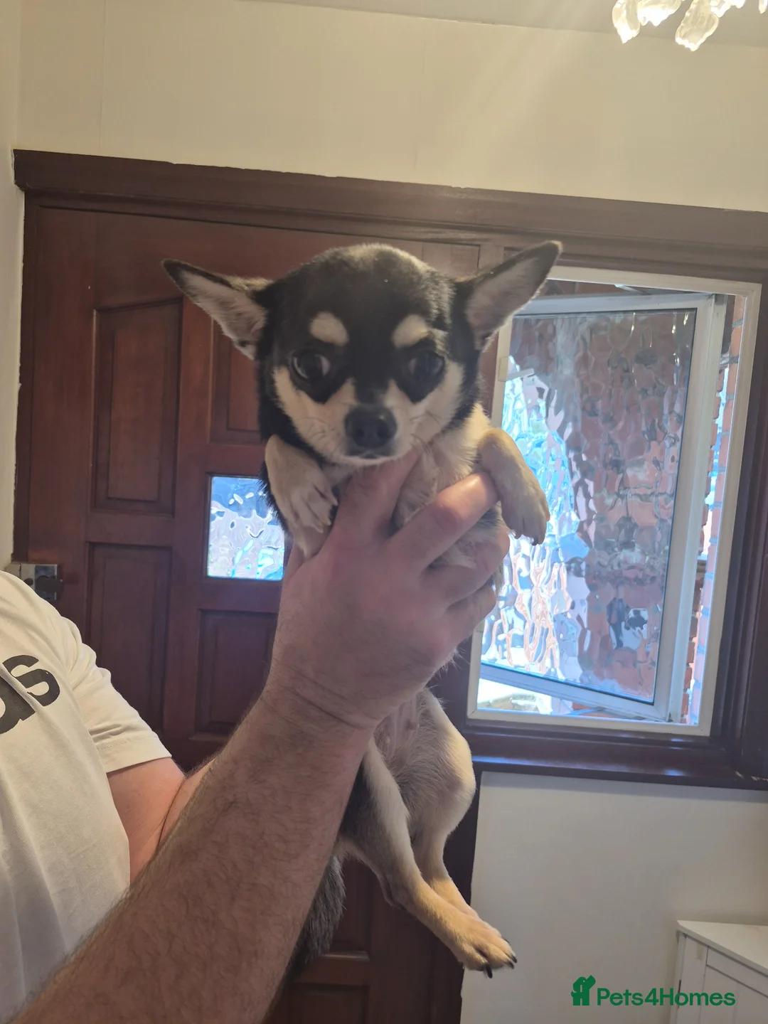 Chihuahua dogs for sale: Beautiful black and tan girl  - Advert 7