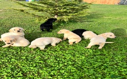 Labrador Retriever dogs for sale: Labrador Retriever Puppies  - Image 1