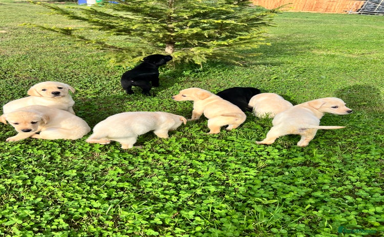 Labrador Retriever dogs - Advert 8