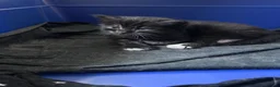 Mixed Breed cats for sale: Beautiful Tabby Kittens – Loving Forever Homes - Advert 20