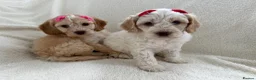 Cockapoo dogs for sale: READY TO GO F1 cockapoo puppies just 2 girls left  - Advert 17