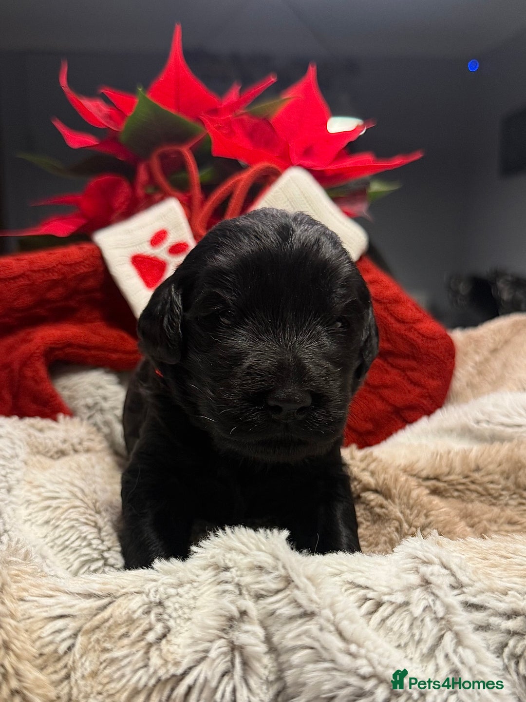 Goldendoodle dogs for sale: Health tested F1 Goldendoodle puppies  - Advert 22