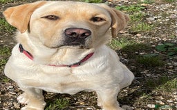 Labrador Retriever dogs for sale: A very gorgeous yellow therapy dog  - Image 3